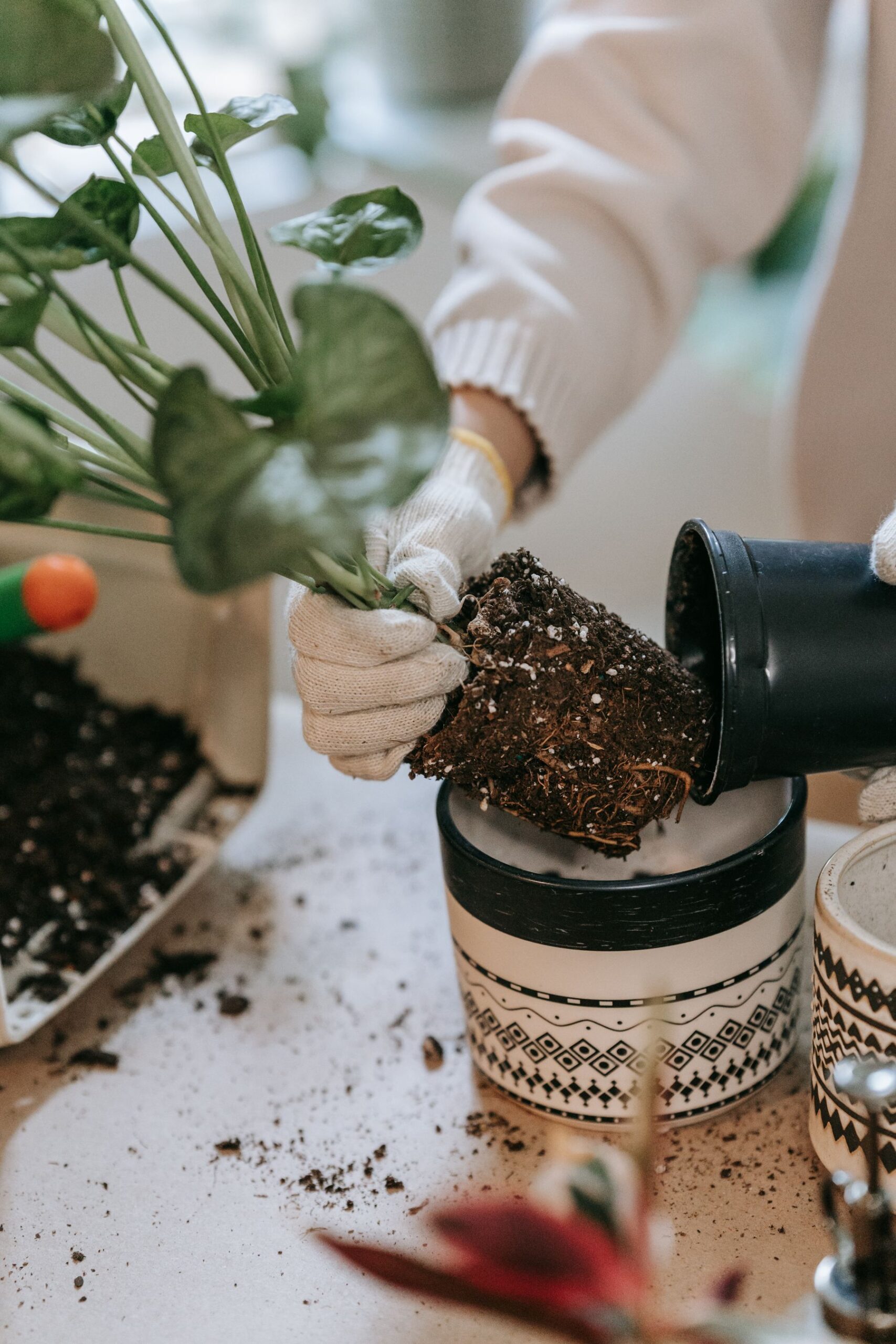 Person placing a plant into a ceramic container during potting