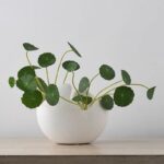 HP001 / HP002 / HP003 ceramic vase styled product view thumbnail